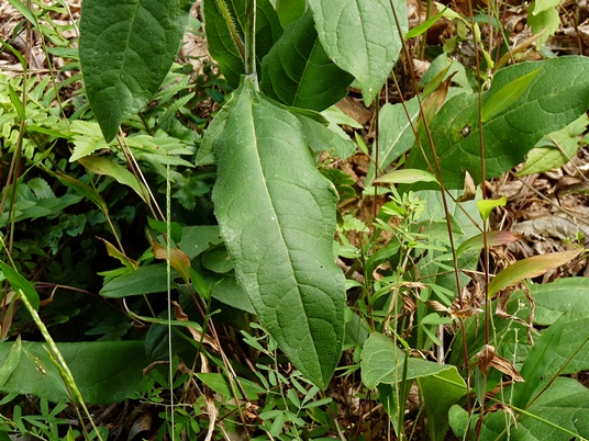 {Silphium trifoliatum}